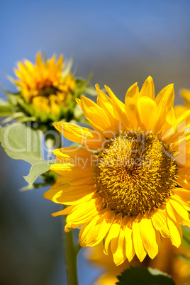 Bright yellow Vincent fresh sunflower Helianthus annuus