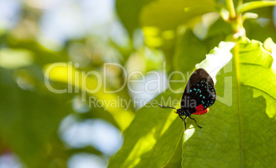 Black and orange red Atala butterfly called Eumaeus atala