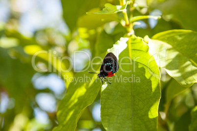 Black and orange red Atala butterfly called Eumaeus atala