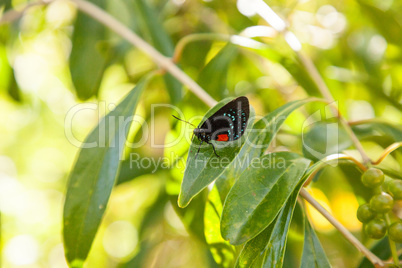Black and orange red Atala butterfly called Eumaeus atala