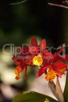 Orange and yellow bamboo orchid flower called Arundina graminifo