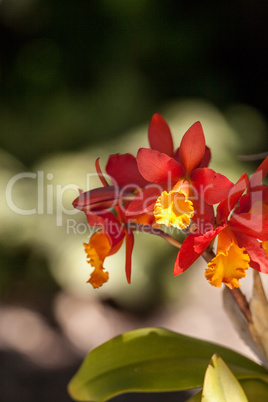 Orange and yellow bamboo orchid flower called Arundina graminifo