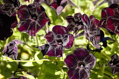 Black velvet petunia called Petunia x hybrid