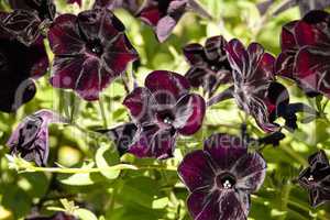 Black velvet petunia called Petunia x hybrid
