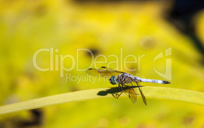 Blue dasher male dragonfly Pachydiplax longipennis