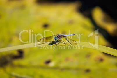 Blue dasher male dragonfly Pachydiplax longipennis