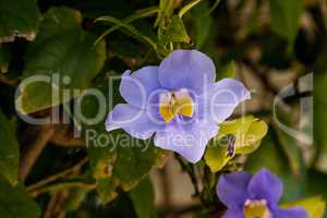 Blue sky vine flower Thunbergia grandiflora