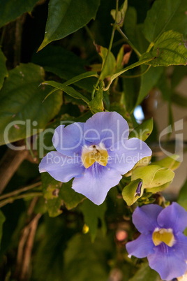 Blue sky vine flower Thunbergia grandiflora