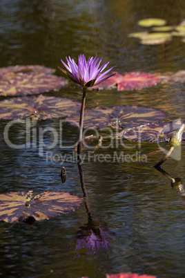 Blue Star Water lily Nymphaea nouchali