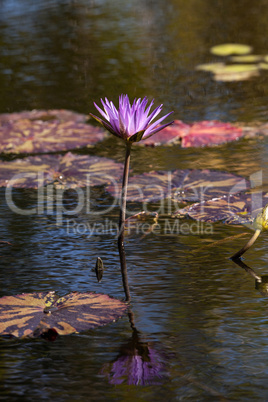 Blue Star Water lily Nymphaea nouchali