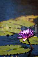 Blue Star Water lily Nymphaea nouchali