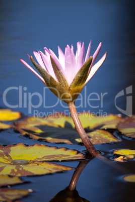 Blue Star Water lily Nymphaea nouchali