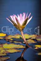 Blue Star Water lily Nymphaea nouchali