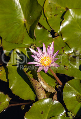 Blue Star Water lily Nymphaea nouchali