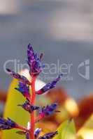 Blue tango bromeliad Aechmea blooms