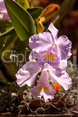 Purple Cattleya orchid flower