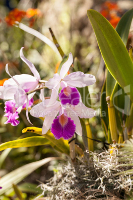 Purple Cattleya orchid flower