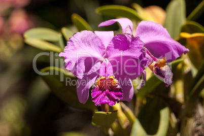 Purple Cattleya orchid flower