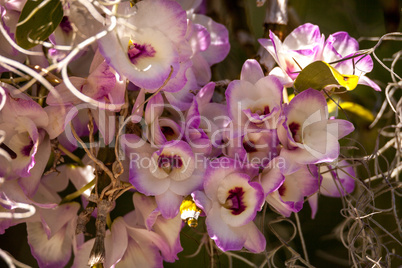 White and purple Dendrobium Orchid