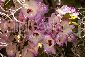 White and purple Dendrobium Orchid