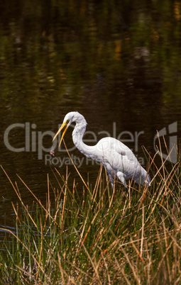 Great egret bird Ardea alba skewers fish