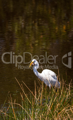 Great egret bird Ardea alba skewers fish