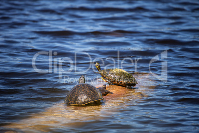 Softshell turtle Apalone ferox  sits on a log with a Florida red