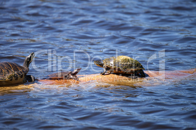 Softshell turtle Apalone ferox  sits on a log with a Florida red