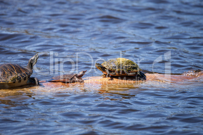 Softshell turtle Apalone ferox  sits on a log with a Florida red