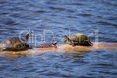 Softshell turtle Apalone ferox  sits on a log with a Florida red