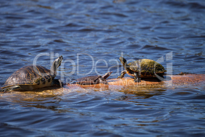 Softshell turtle Apalone ferox  sits on a log with a Florida red