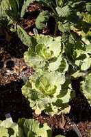 Flowering Kale known as Pigeon white grows in an organic vegetab