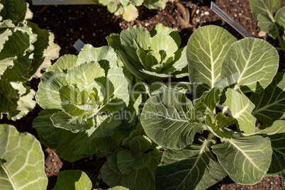 Flowering Kale known as Pigeon white grows in an organic vegetab
