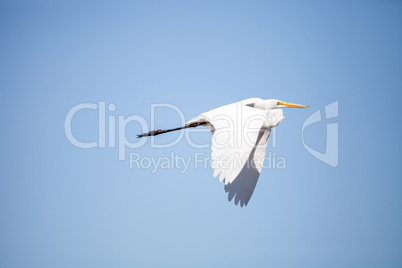 Flying Great egret bird Ardea alba