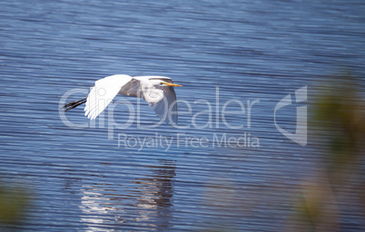 Flying Great egret bird Ardea alba