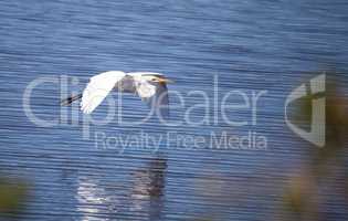 Flying Great egret bird Ardea alba