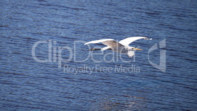 Flying Great egret bird Ardea alba