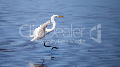 Flying Great egret bird Ardea alba