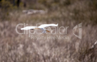 Flying Great egret bird Ardea alba