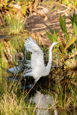 Flying Great egret bird Ardea alba