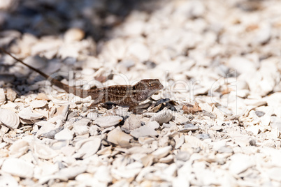 Male Brown Anole lizard Anolis sagrei