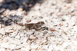 Male Brown Anole lizard Anolis sagrei