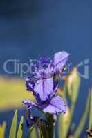 Large purple Bearded Iris Iris germanica flower