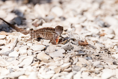 Male Brown Anole lizard Anolis sagrei