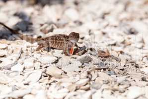 Male Brown Anole lizard Anolis sagrei