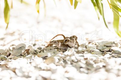 Two Brown Anole lizards Anolis sagrei mate