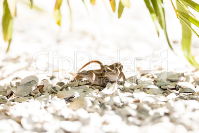 Two Brown Anole lizards Anolis sagrei mate