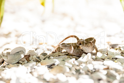 Two Brown Anole lizards Anolis sagrei mate