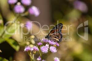 Monarch butterfly Danaus plexippus on a purple flower