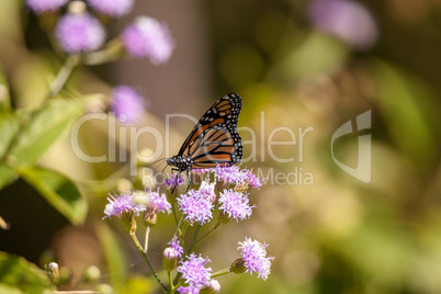 Monarch butterfly Danaus plexippus on a purple flower